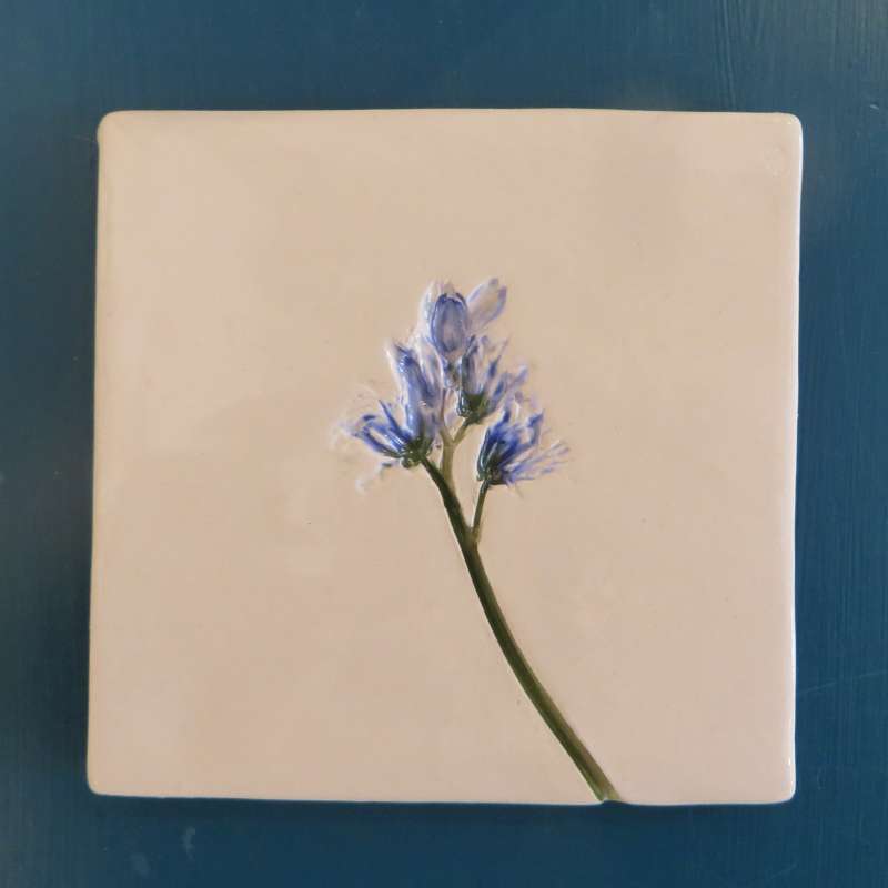 Bluebell Coaster